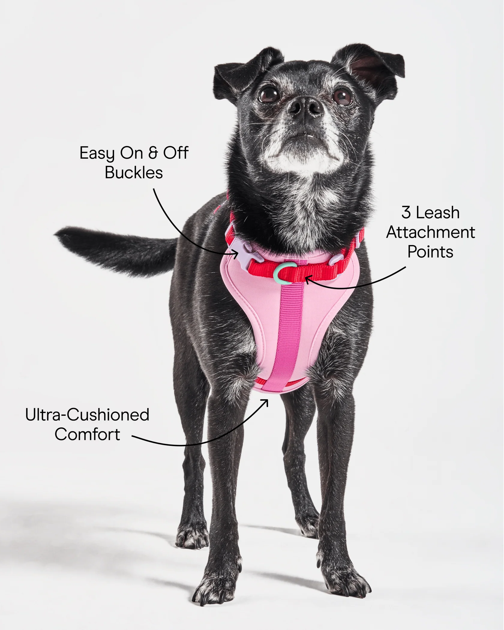 Cushioned Dog Harness - Image 5