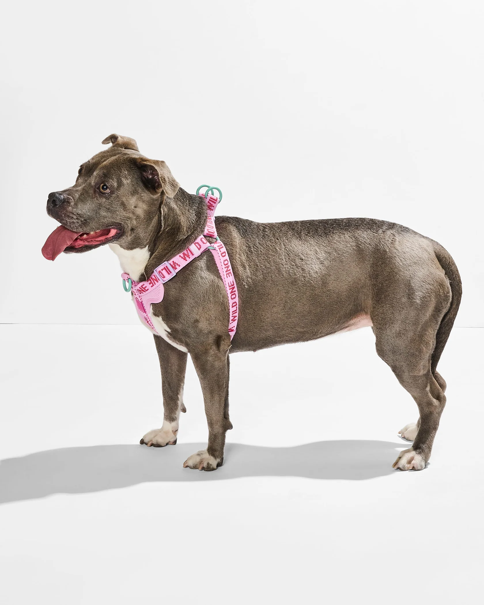 Step-In Harness + Waterproof Leash Walk Kit - Image 6