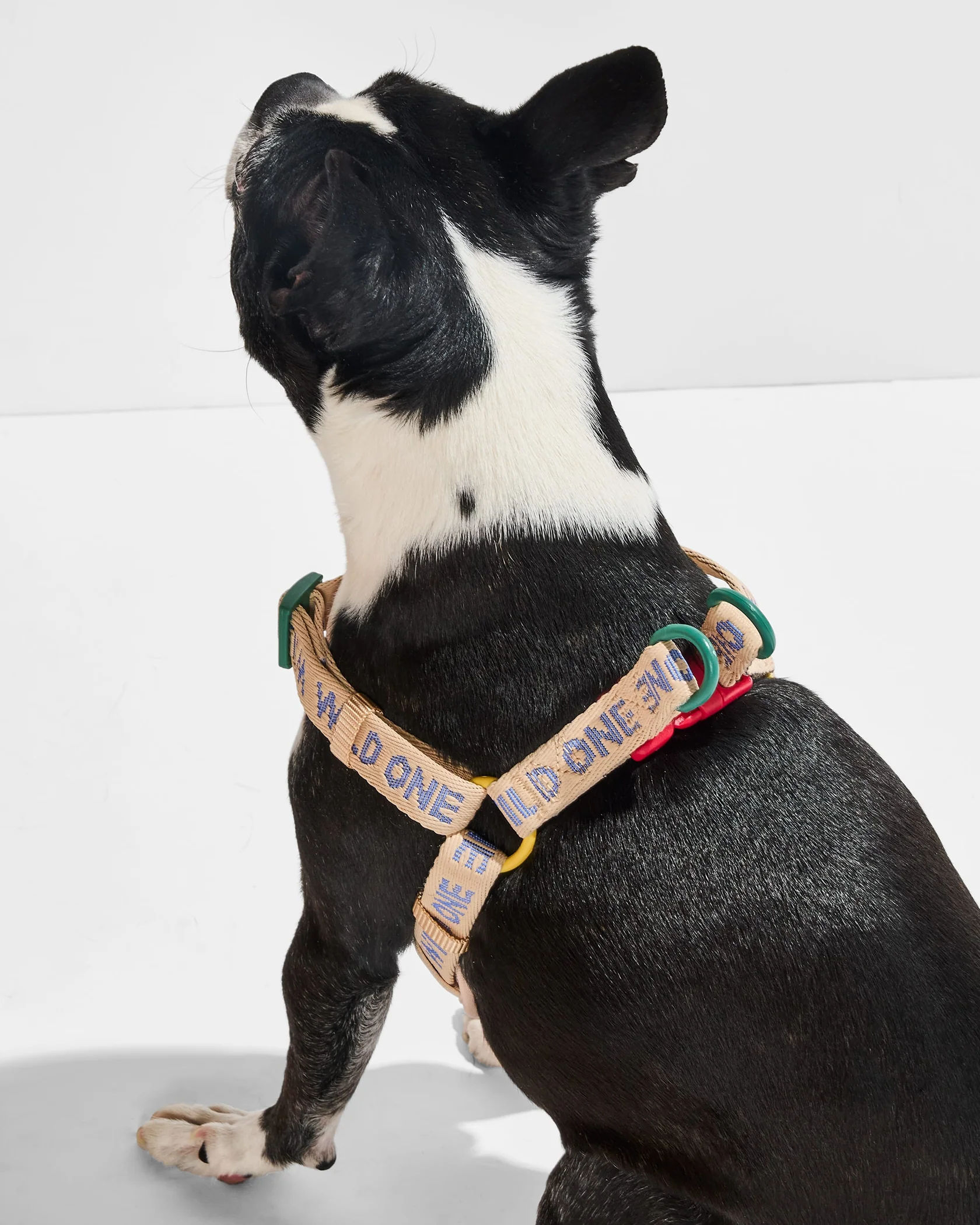 Step-In Harness + Waterproof Leash Walk Kit - Image 4