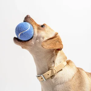 Premium Dog Tennis Balls 4-Pack