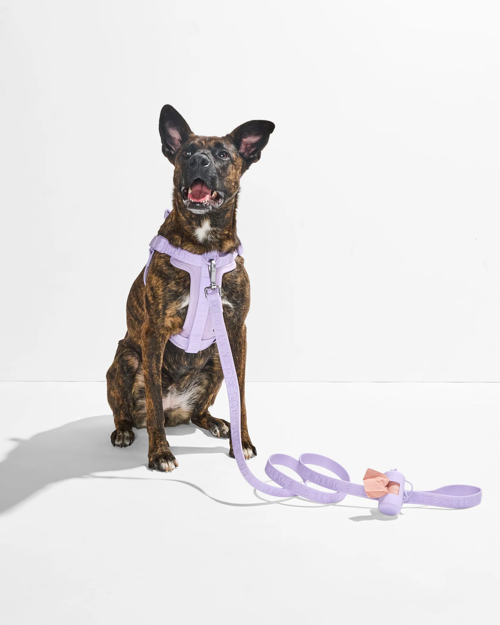 Step-In Harness + Lightweight Leash Walk Kit - Image 3