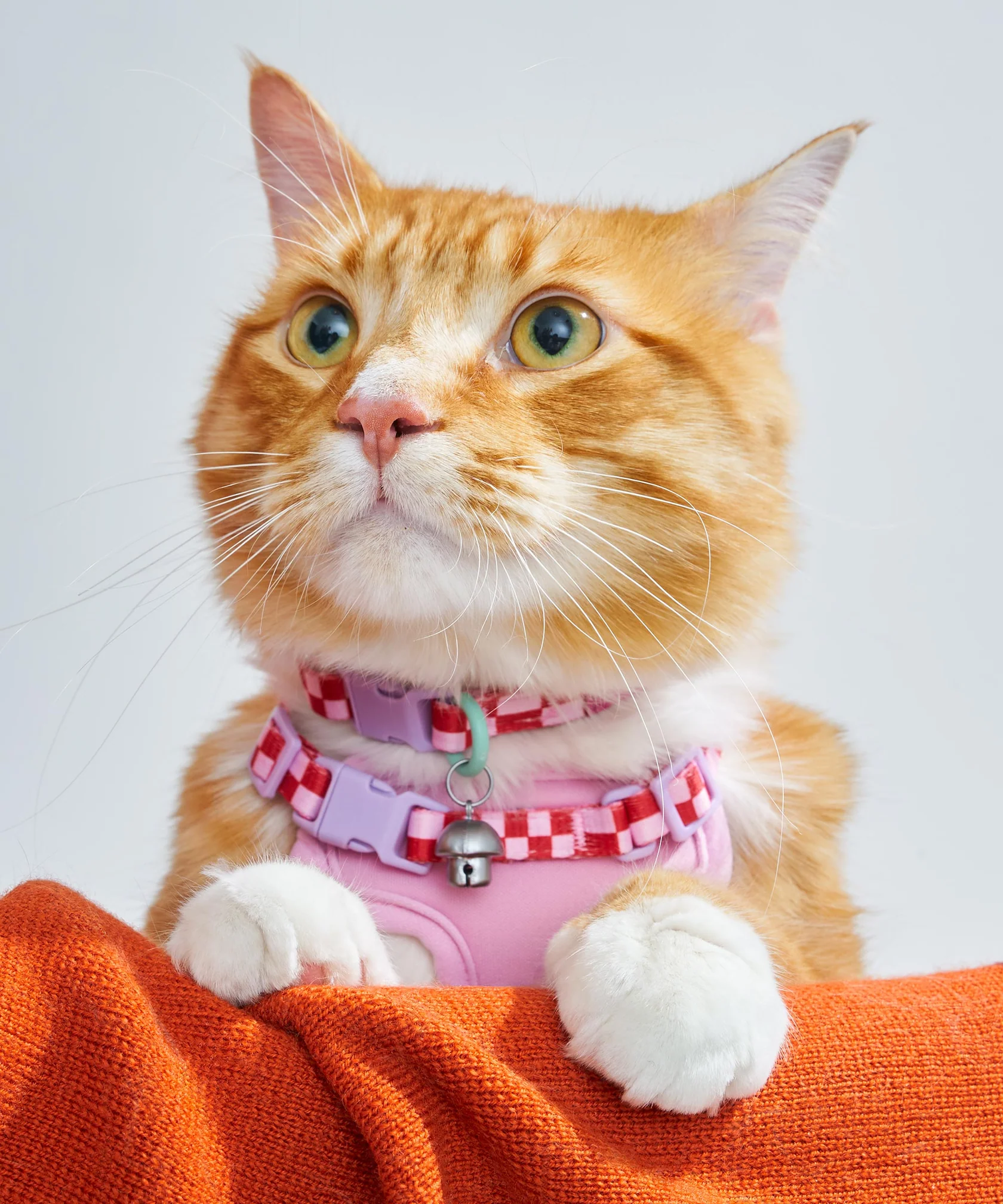 Cat Harness & Leash + Collar Kit - Image 5