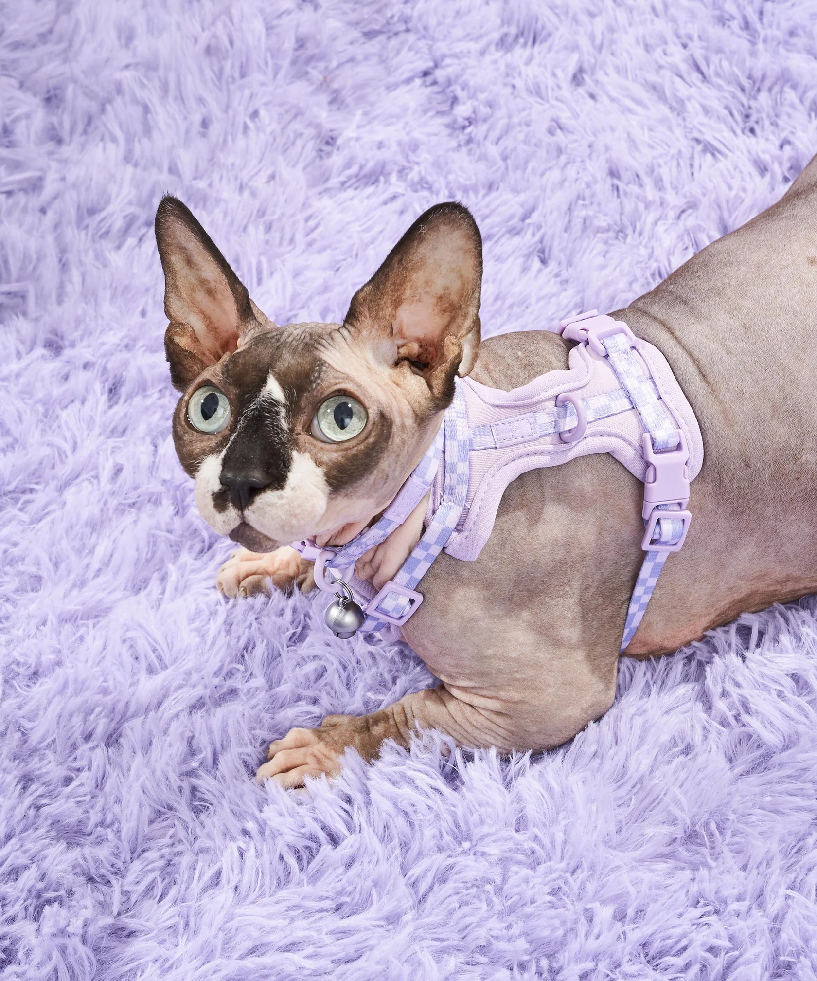 Cat Harness & Leash + Collar Kit - Image 4