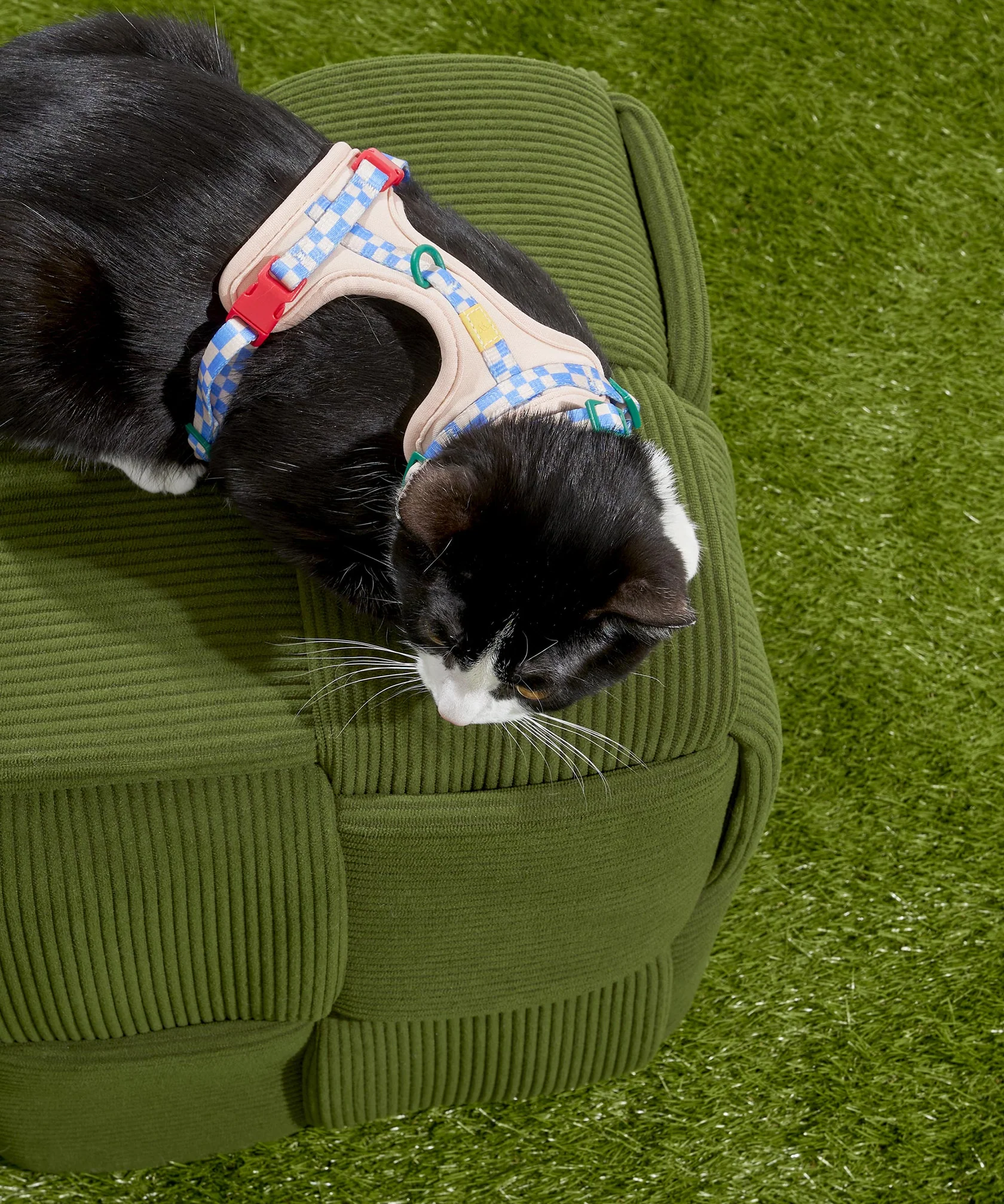 Cat Harness & Leash + Collar Kit - Image 6